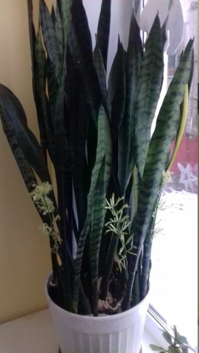 �����������: ��� �������� �� ��������