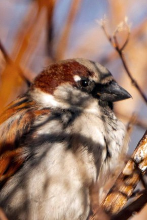 ������ ����, ������������ �������!