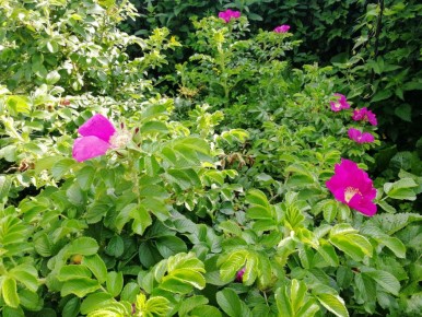 ������� ������: ����-��������� �� �������� ��������� ����