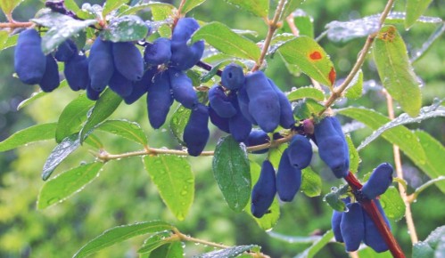 ������� ��������� ����� �� ����������, ������� ��������� ������ ������