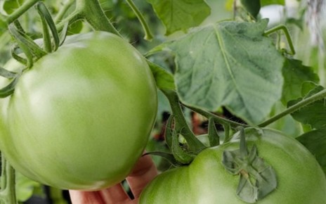 Почему помидоры не завязываются? Подкормите их в нужный момент и получите богатый урожай!