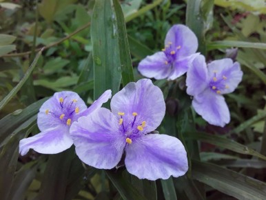 ��������������� ��������: �������� � ����������� ���������