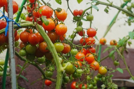 ������������ ������������ �������: ��� ������� ��������� ���� ��� ������ �������