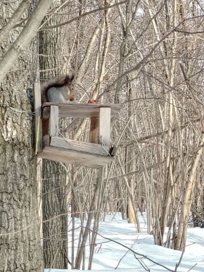 Лесные секреты: беличья модная индустрия