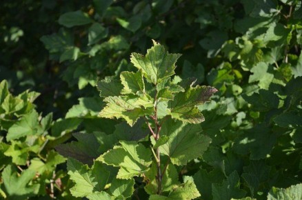 ��������� ��� ��������� � �������: ������� �������� ���������