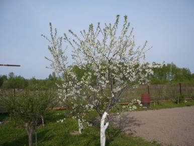 Как пережить майские холода: советы садоводов и народные приметы