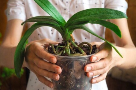 ��� ��������� �������� �������: ������ ��� ��������� ����������