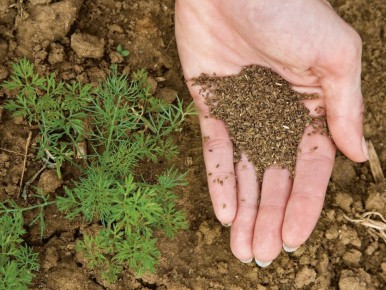 ����� ������ �������: �������� ������� � ������������