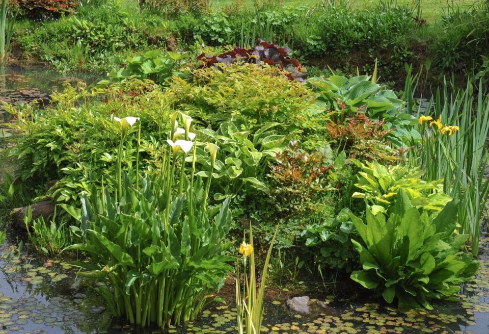 ��� ��������� ������� �����: ������ ������������ ��������