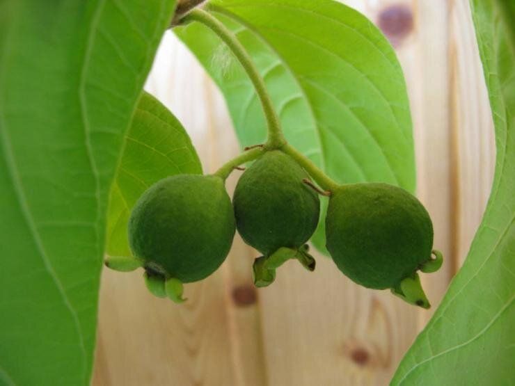 ������������ �������: ��� ��������� ������������ ������� � �������� ��������