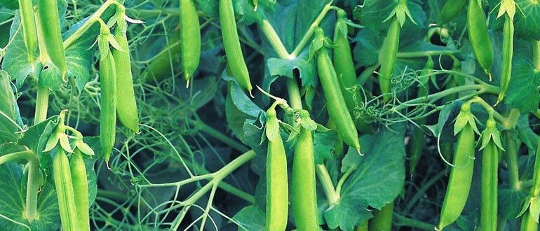 ������� ��������� ����������� ������: �� ������ �� ������