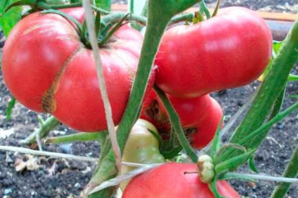 ������ ����� ����������: ��� ��������� �������� �� ����� �������