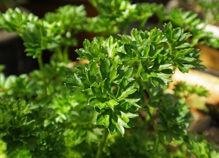 ��� ��������� �������� ������ �� �����: ������� � ����������� ������