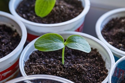 ��� ��������� ������� ������� �������: ������ � �������