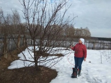 Владимирским дачникам рассказали, чем обработать сад ранней весной