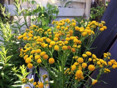 На защите урожая: как эффективно справиться с вредителями без химикатов