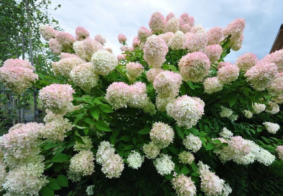 ���������: ��������� ����� ��� ������ ����