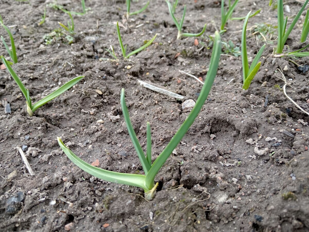 Спасительные секреты для чеснока в холодное время года