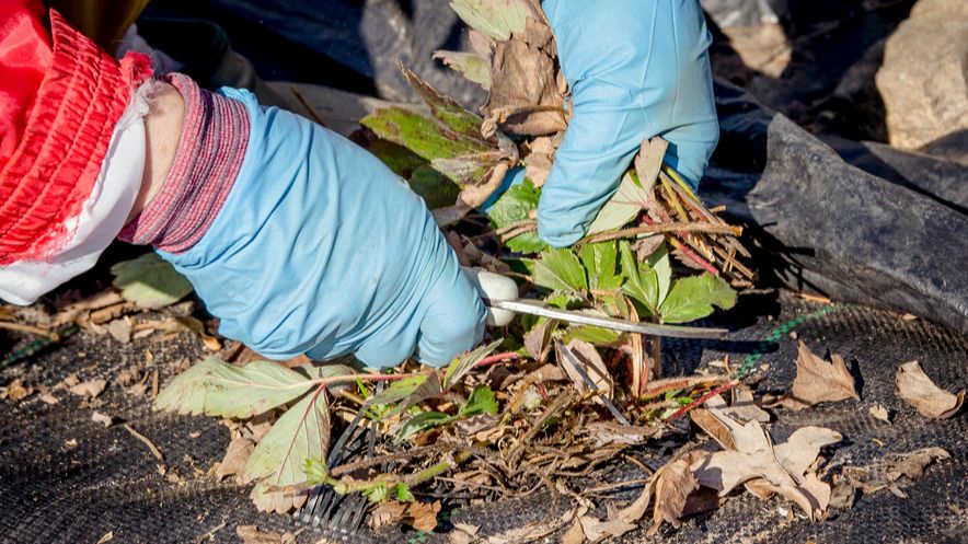 ���� ���������: ��� ����������� �������� � ���� ��� ������� � ��������� ������ � 1,5 ����