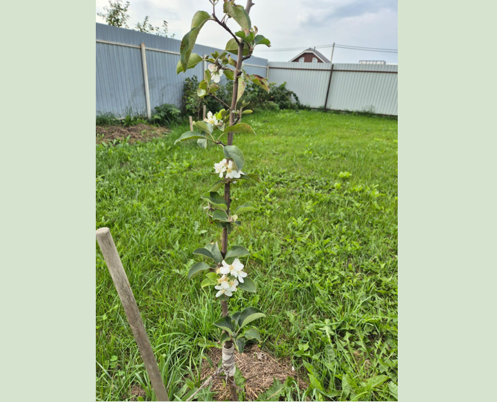 Необычные весенние цветения в современных садах