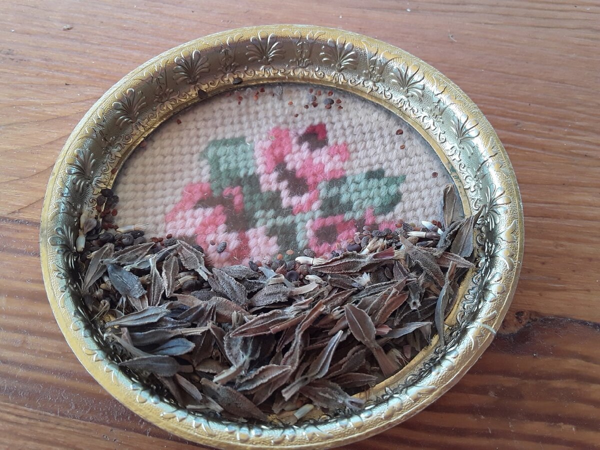 Эксперимент с мавританским газоном: как лень привела к неожиданным результатам