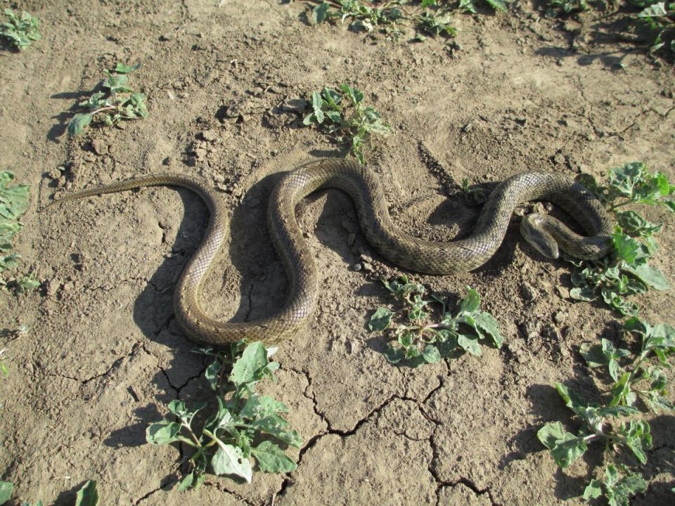 ��� ������� ���� ������������ ��� ����: ������� �������