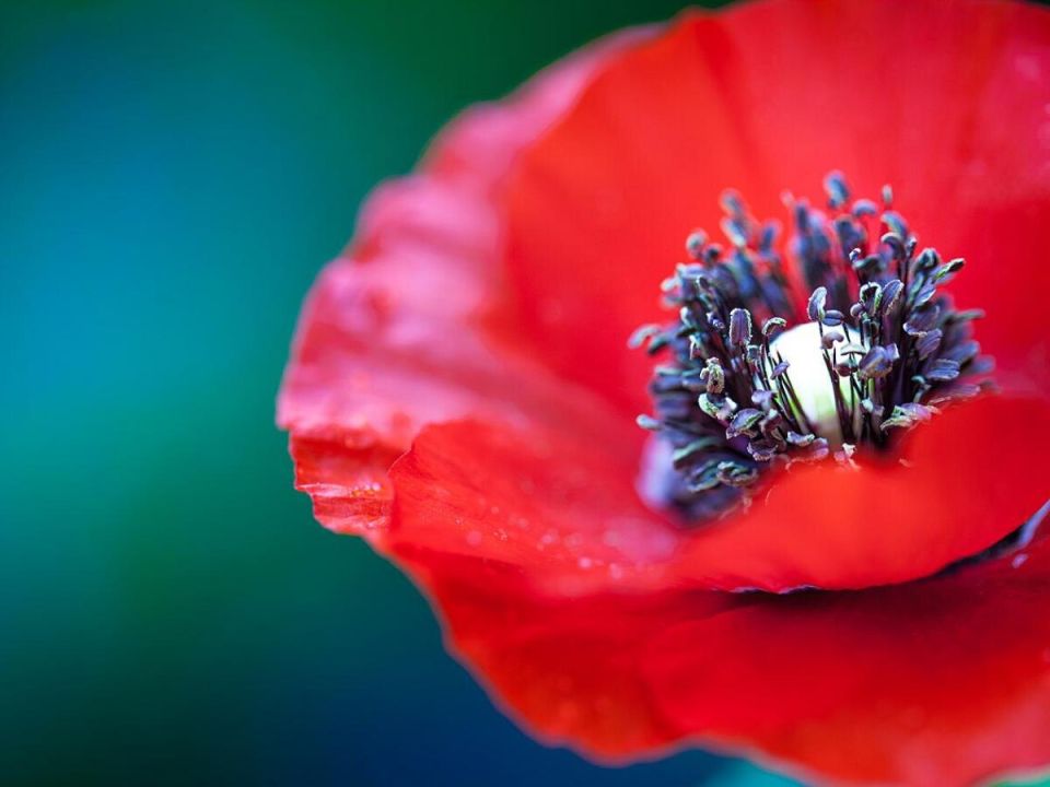 ��������� ��������: ����� ����� ����� �������� � ��������� � �������