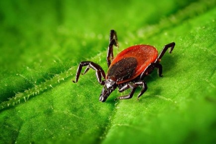 ��� ���������� �� ������: ������ ������� � ������ ��� ��������