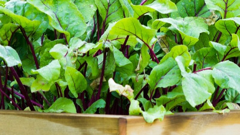 ��� ��������� �� ������� � �������: ������ � ���������������� ������