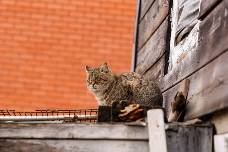 �� ���� �������������� ���������� ������ ��������� ������� ��� ����� �� ������ � �����������