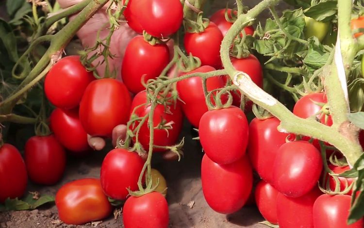 ������ ��� ������: ��� ������ ����� � ���� ������ ������� ��� �����������