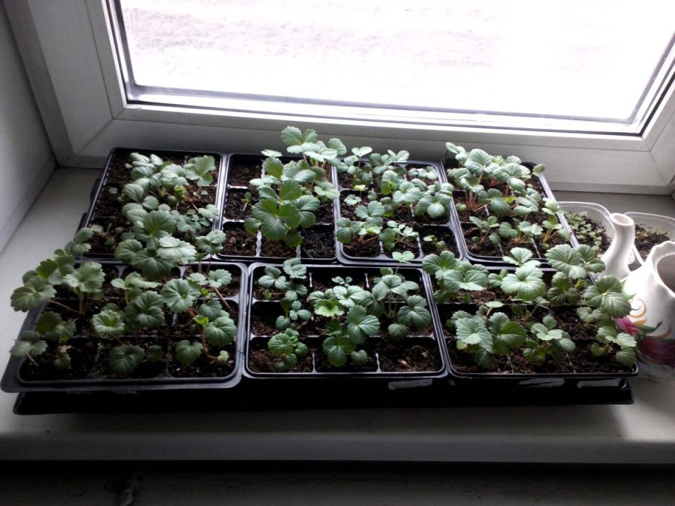 ��� ��������� ��������� �� �����: ����� ���������