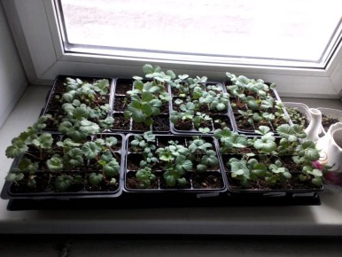 Как вырастить землянику из семян: этапы увлечения