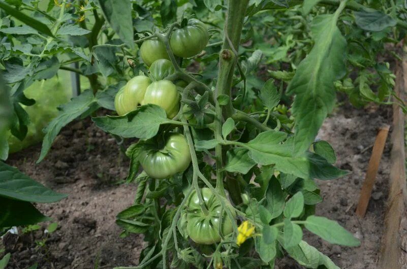 ������� ��������� ����������� ������������ ������� � �������