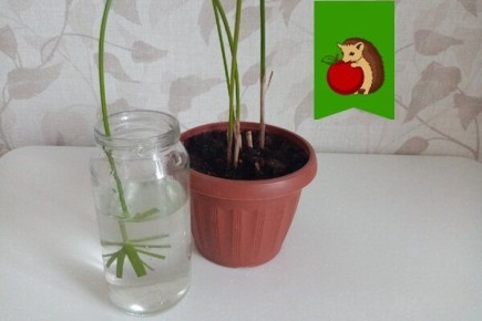 Непривычные методы размножения циперуса: быстро и легко