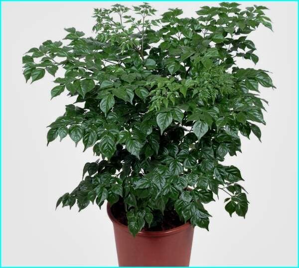 �����������: ������� �������� � ����������� ����������