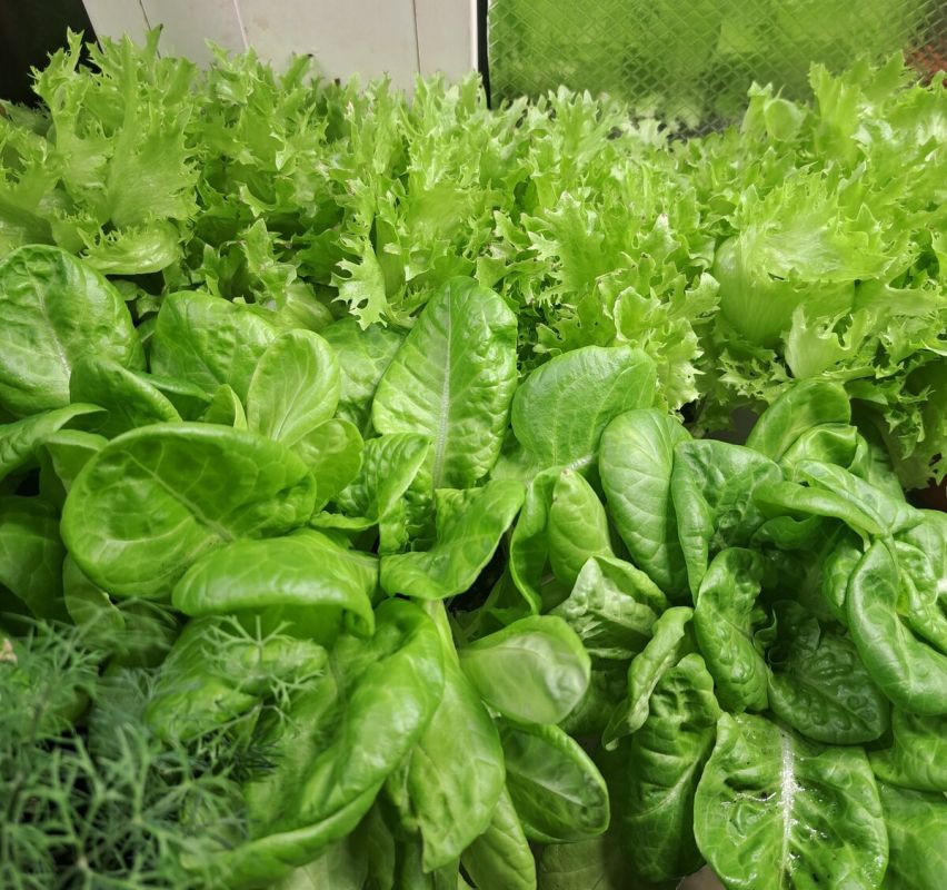 ������ ������ �� �����������: ��� ��������� ������ ������ � �����