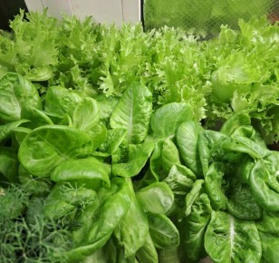 ������ ������ �� �����������: ��� ��������� ������ ������ � �����