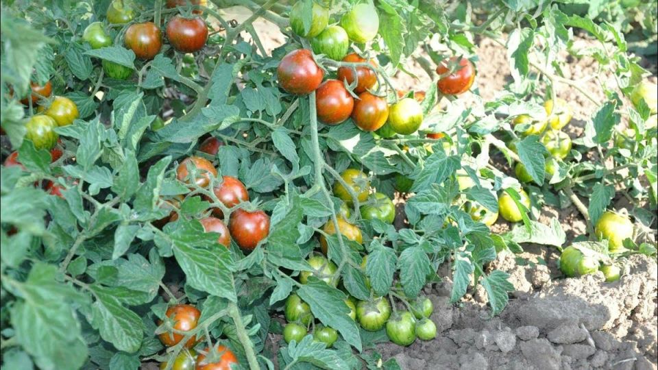 ��� ������� ������ ������: ������� � ������� � �����������