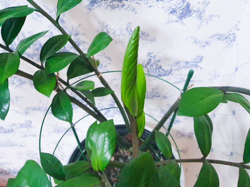 ��� ������������ ����� ��� ���������� �����: ������� ������