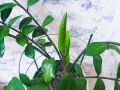 Как замиокулькас растёт вне стандартов ухода: секреты успеха