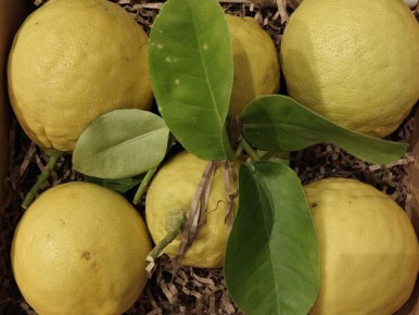 Павловские лимоны: Как маленькие чудеса растут на подоконниках