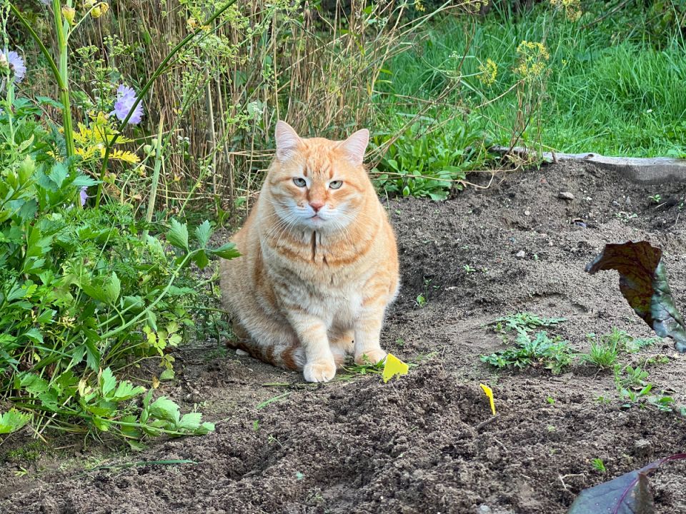 ������������ ������� ��� �� ��������: �������� ����� �� ������ ����