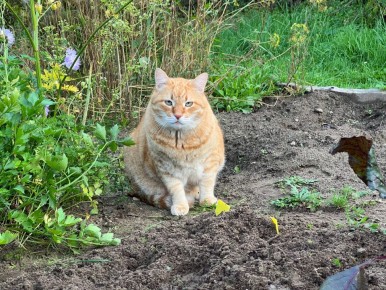 Сентябрьский грибной бум на Селигере: активная охота за дарами леса
