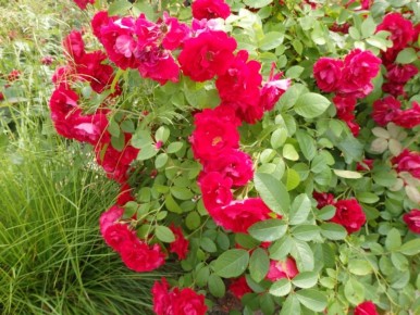 Как сохранить любимые растения при переезде: советы садоводов