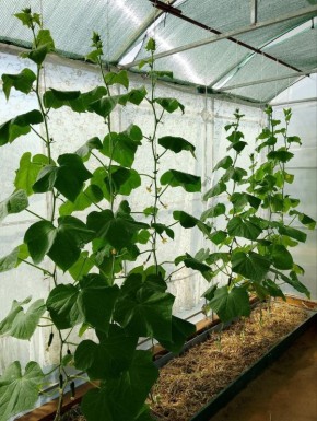 ����� ������ � ���������: �������, ������� ������� ��� ������