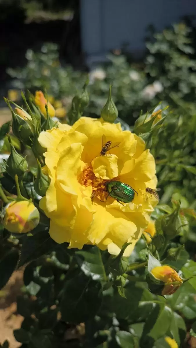 Бронзовка: друг среди насекомых или зловещий враг для садоводов?