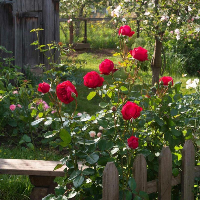 ��� �������� ���� �� ����������: ������ �� ����� �� �������