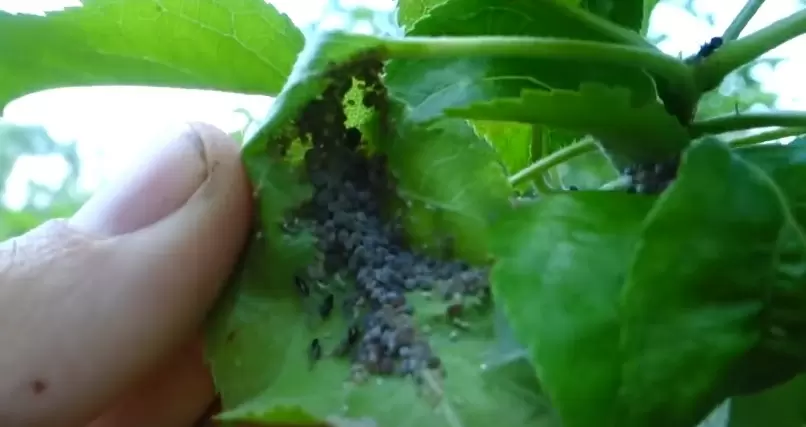 Способы борьбы с тлей в вашем саду