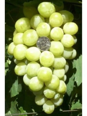 �������� �����: ������ ������ � ������������ ��������� ������